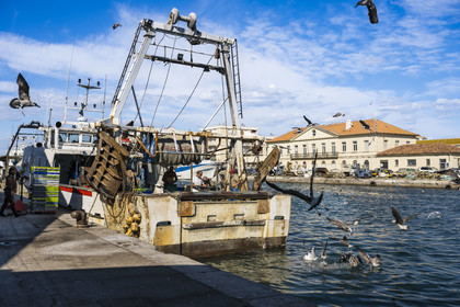 France, Herault, Sete, Fishing port, return of the trawlers to the quay and unloading of the catch with its procession of seagulls