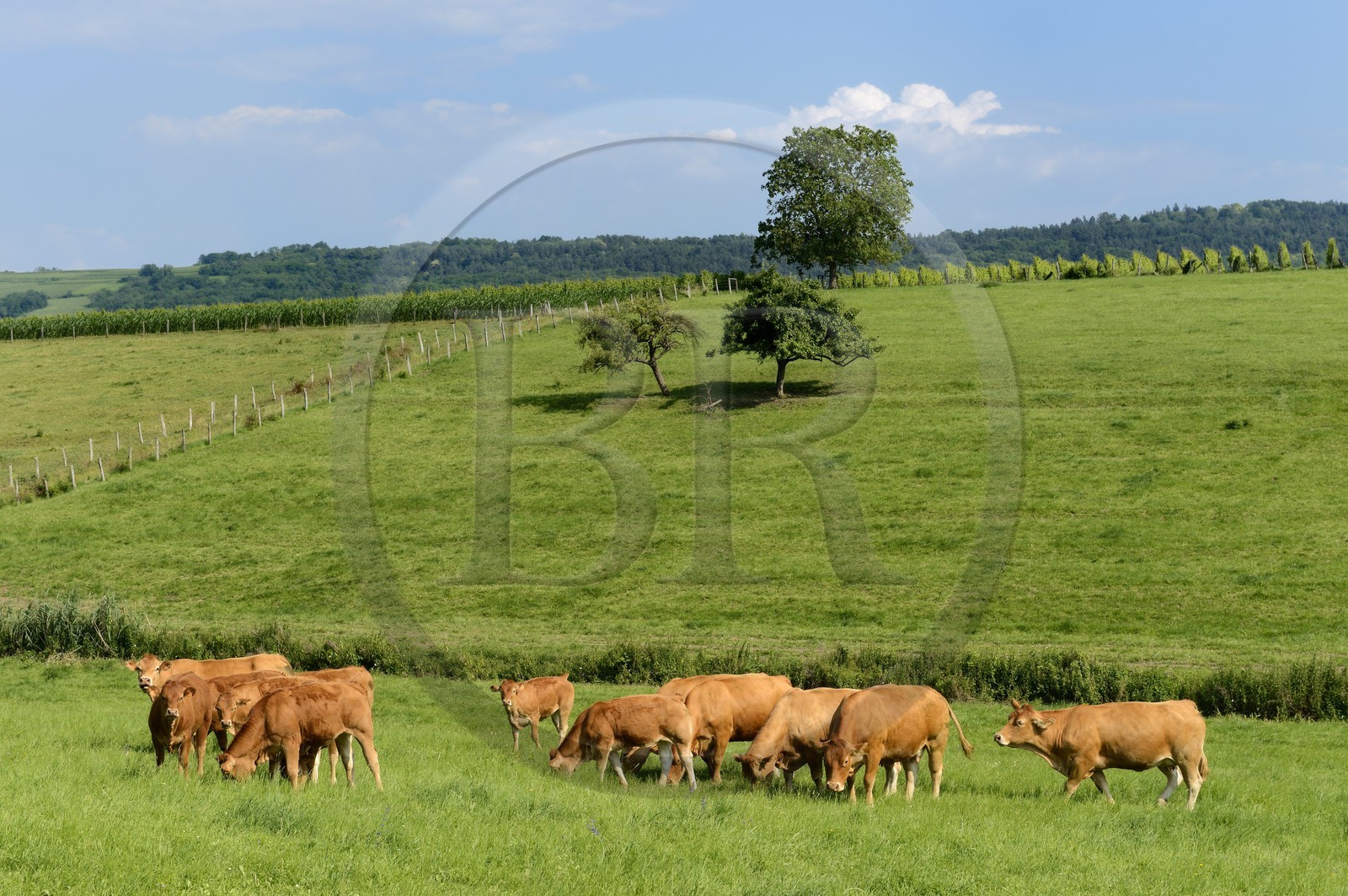 France, Bas-Rhin (67), Route des Vins d'Alsace, Flexbourg, troupeau de vaches dans les prés