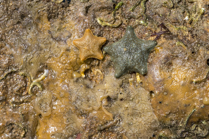 France, Charente-Maritime (17), Ile d'Oléron, Saint-Georges-d'Oléron, sur l’estran de la plage des Sables Vignier à marée basse, astérie bossue (Asterina gibbosa), étoile de mer vivant sous les rochers
