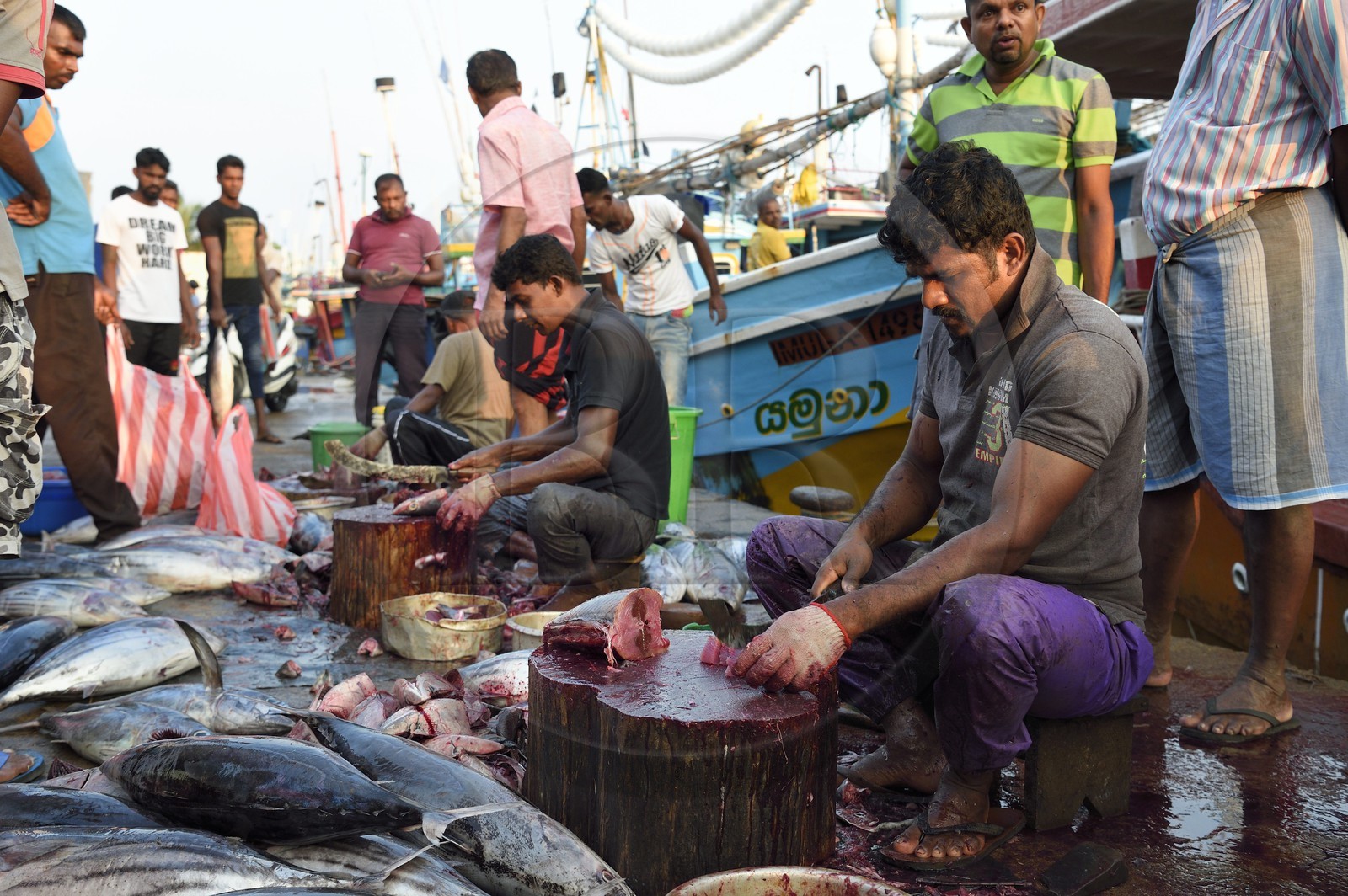 Sri Lanka, Province du Sud, Matara (district), Weligama, port de pêche de Mirissa, découpe du thon fraichement pêché sur le quai