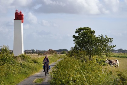 France, Charente-Maritime (17), Fouras, cycliste faisant la véloroute La Flow Vélo observé par les vaches dans les prés-salés des zones inondables de l'estuaire de la Charente et Feux posterieur d'alignement de Soumard