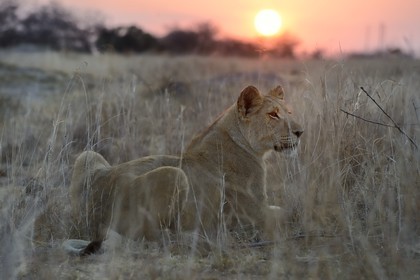 Zimbabwe, Midlands Province, Gweru, Antelope Park home to ALERT (African Lion and Environmental Research Trust), young lioness (panthera leo)