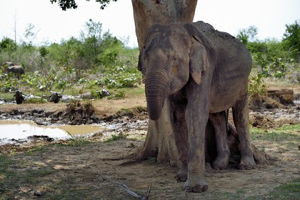 Sri Lanka, province d'Uva, Parc national d'Uda Walawe (Udawalawe National Park), éléphant d'Asie (Elephas maximus) se grattant contre un arbre et buffles d'Asie (Bubalus bubalis) en arrière plan