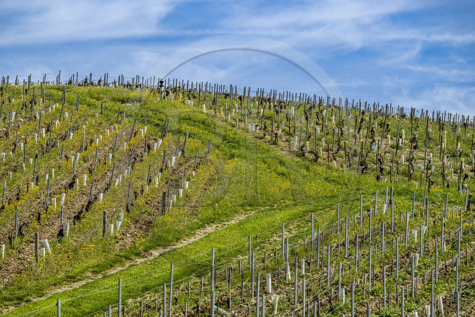 France, Yonne (89), Chablis, la vigne au printemps