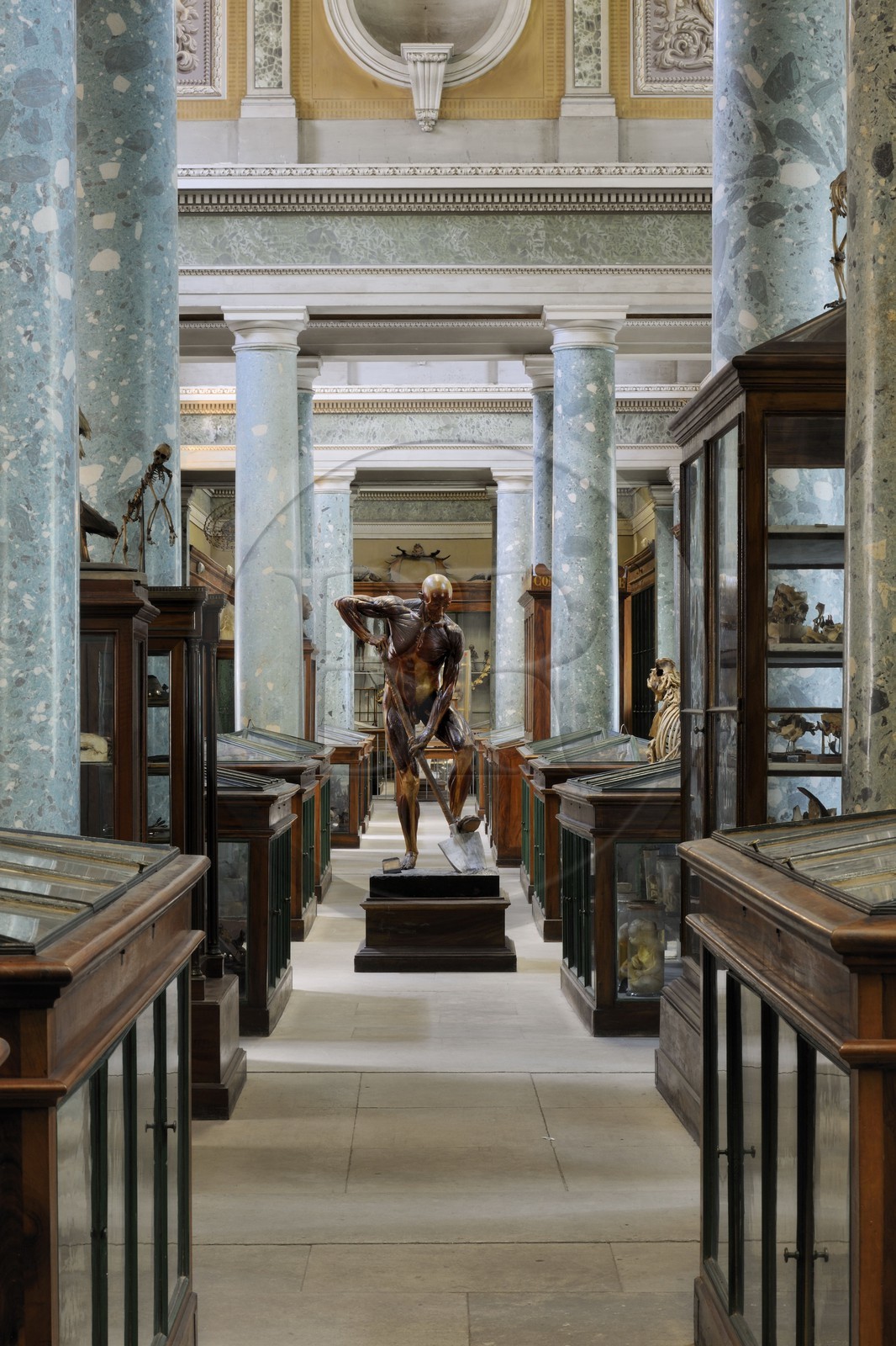 France, Hérault (34), Montpellier, centre historique, faculté de médecine, le musée d'anatomie