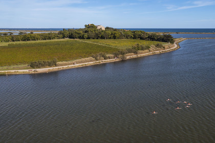 France, Hérault (34), Villeneuve-lès-Maguelone (Palavas-Les-Flots), flamants roses dans l'Etang de Pierre Blanche devant l'Ile de Maguelone et la cathédrale Saint-Pierre-et-Saint-Paul de Maguelone (vue aérienne) France, Herault, Villeneuve les Maguelone (Palavas Les Flots), pink flamingos in the Pierre Blanche pond in front of Maguelone Island and the Saint-Pierre-et-Saint-Paul de Maguelone cathedral (aerial view)