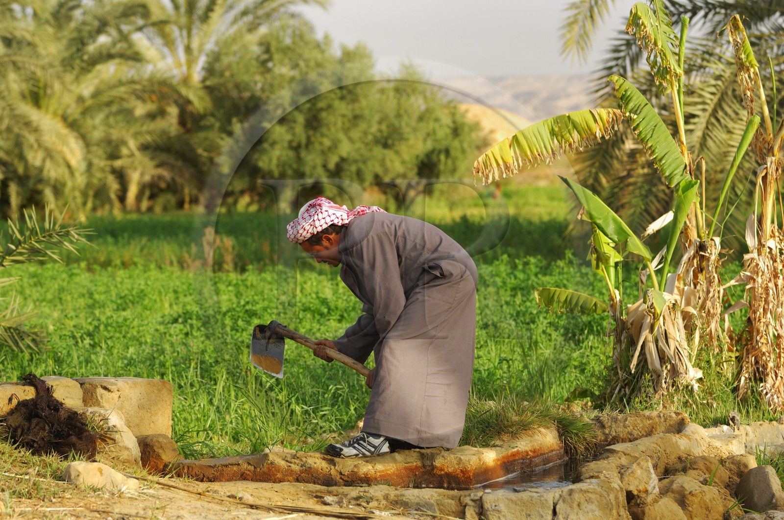 Egypte, Basse-Egypte, désert libyque, oasis de Bahariya (Bahareyya), la palmeraie, agriculteur sur le terrain Egypte, Basse-Egypte, désert libyque, oasis de Bahariya (Bahareyya), la palmeraie, agriculteur sur le terrain