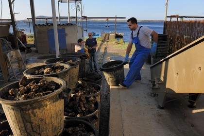 France, Hérault (34), Bouzigues, étang de Thau, exploitation conchylicole des établissements Balmefrezol au lieu dit La Catonnière face au Mont Saint-Clair, déchargement des huitres