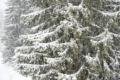 France, Haute-Savoie (74), Les Carroz d'Arâches, sapins recouverts de neige