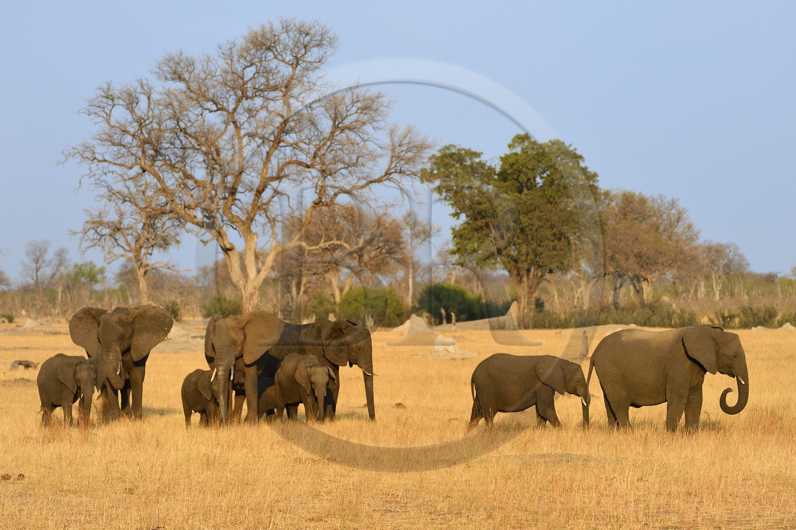 Zimbabwe, province de Matabeleland septentrional, parc national Hwange, éléphants sauvages d'Afrique (Loxodonta africana) dans la savane