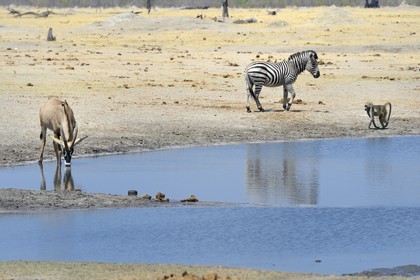 Zimbabwe, province de Matabeleland septentrional, parc national Hwange, antilope rouanne (Hippotragus equinus), Zèbre (equus burchelli) et babouin chacma (Papio ursinus) autour du point d'eau