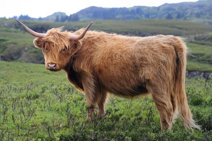Royaume-Uni, Ecosse, Highland, Hébrides intérieures, Ile de Mull, vache de race Highland