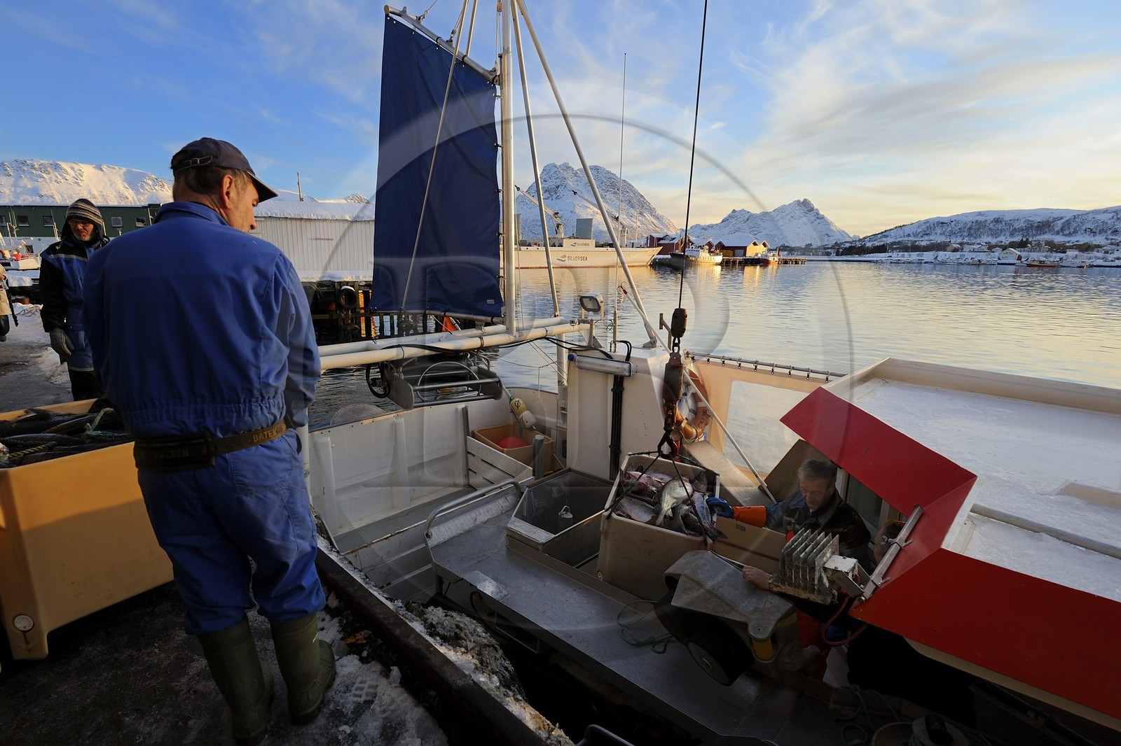 Norvège, Nordland, iles des Westeralen, port de Myre, débarquement du cabillaud skrei du bateau de pêche