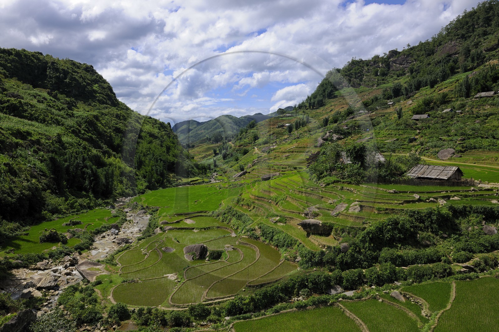 Vietnam, province de Lao Cai, région de Sapa, culture de rizières en terrasses par la minorité Hmong Noir