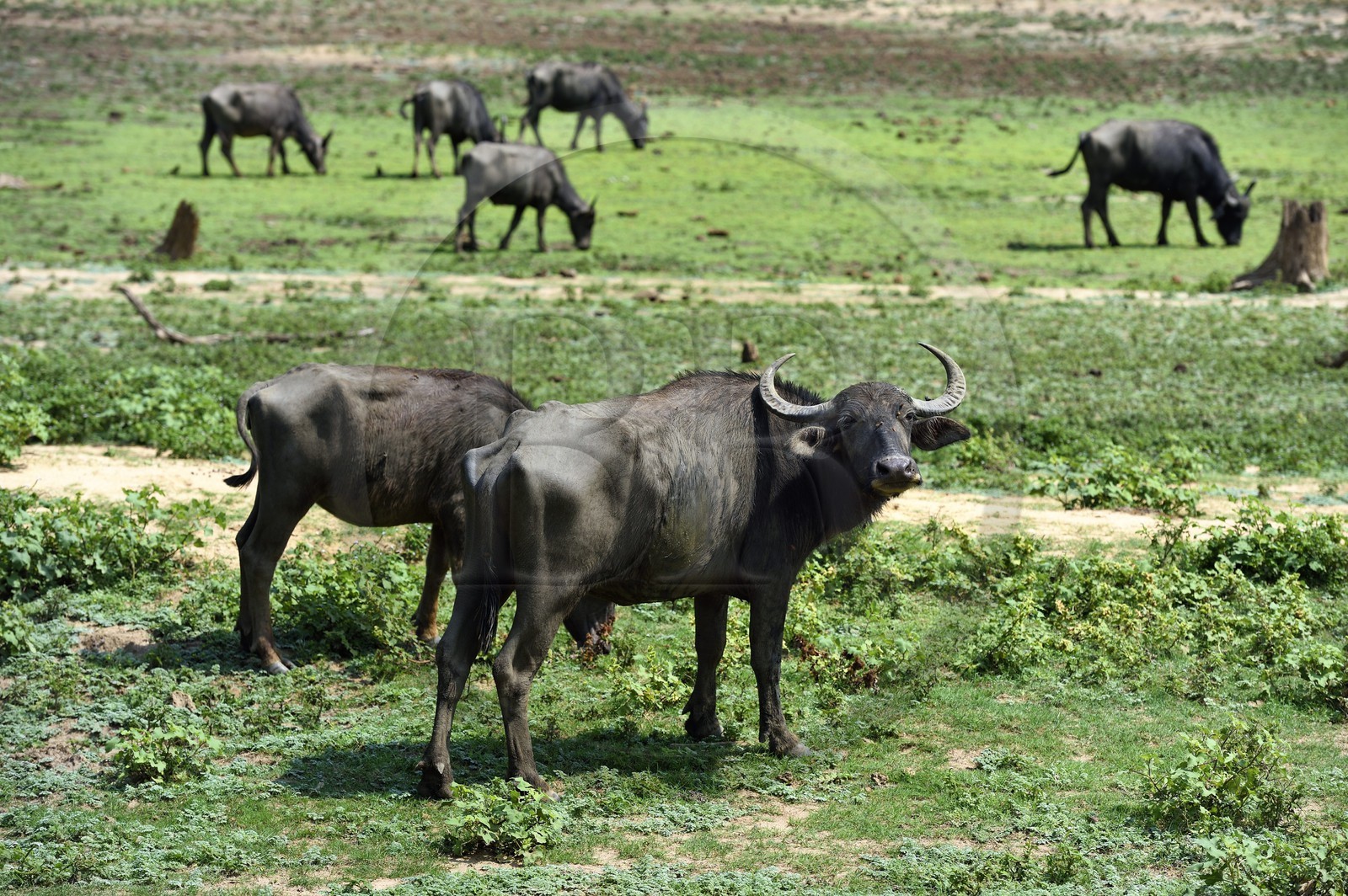 Sri Lanka, province d'Uva, Parc national d'Uda Walawe (Udawalawe National Park), buffles d'Asie ou buffles des marais (Bubalus bubalis)