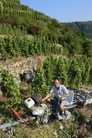 France, Rhône (69), Parc Naturel Régional du Pilat, Ampuis, vignoble AOC Côte Rôtie du domaine de Gilles Barge, monorail à crémaillère unique en France et destiné aux vendanges sur ces terres extrêmement pentues, vignes sur échalas, coteaux organisés en terrasses soutenues par des murets de pierres sèches appelés chaillées