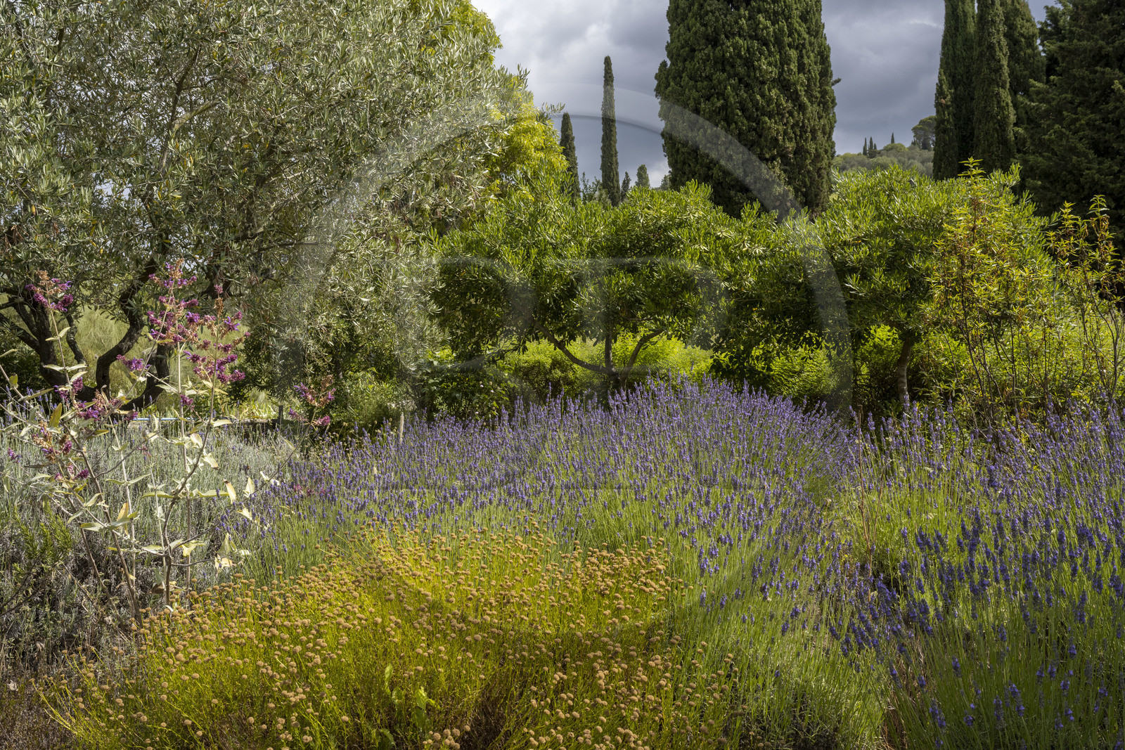 France, Alpes-Maritimes (06), Mouans-Sartoux, le Jardins du Musée International de la Parfumerie​ (MIP) nous propose de découvrir une grande variété de plantes odorantes