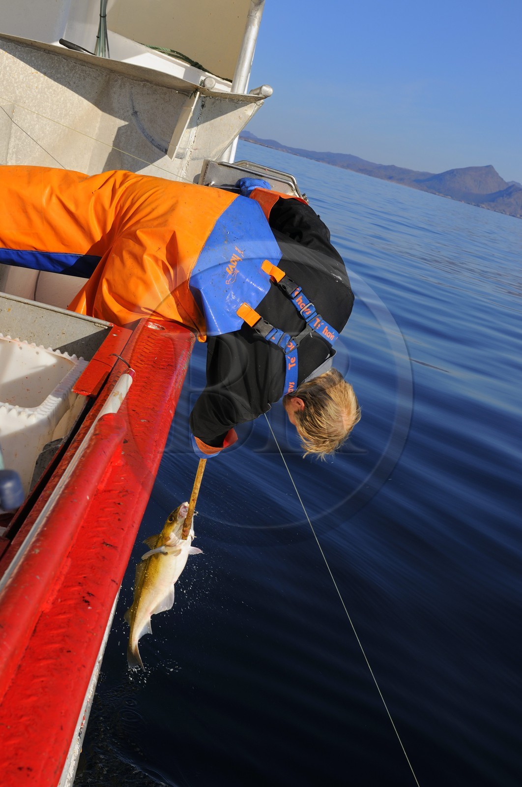 Norvège, Nordland, Îles Lofoten, pêche à la ligne professionnelle