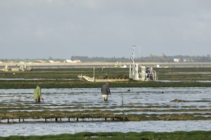France, Charente-Maritime (17), le bassin Marrennes-Oléron au large de l'Ile d'Oléron, chaland dans les parcs à huîtres