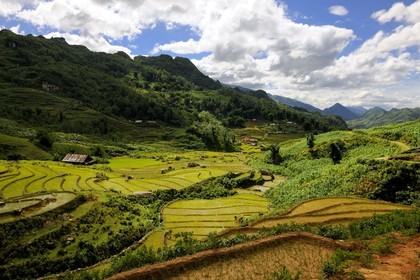 Vietnam, province de Lao Cai, région de Sapa, culture de rizières en terrasses par la minorité Hmong Noir