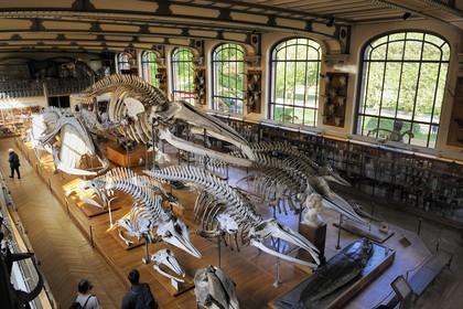 France, Paris (75), Jardin des Plantes, Museum National d'Histoire Naturelle, Galeries de Paléontologie et d'Anatomie comparée