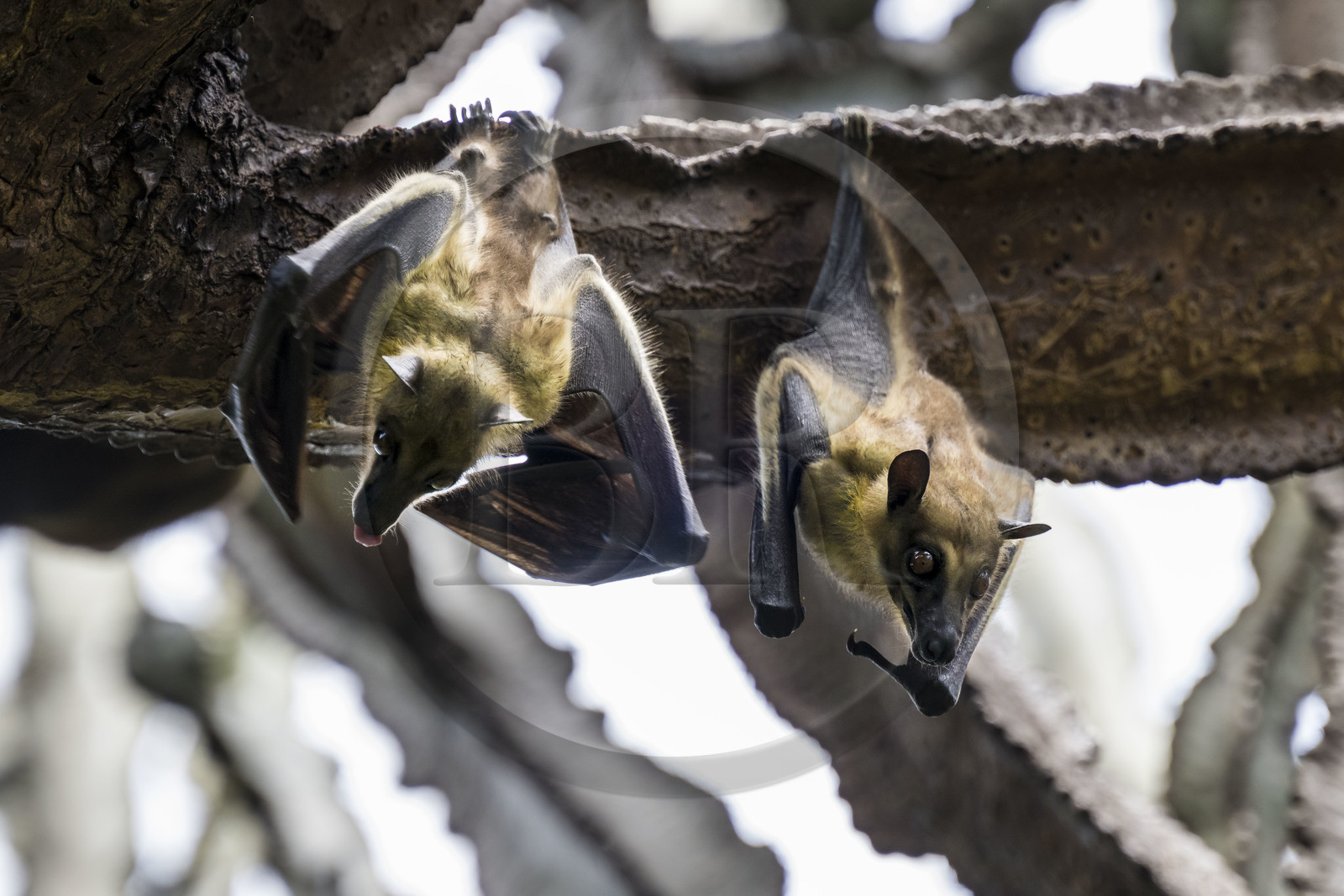 Rwanda, Province de l’Ouest, Karongi (anciennement nommée Kibuye), lac Kivu, Ile Napoléon ou Tembabagoyi, Roussette paillée africaine ou Roussette des palmiers africaine ou Roussette jaune (Eidolon helvum) dans un Euphorbe candélabre