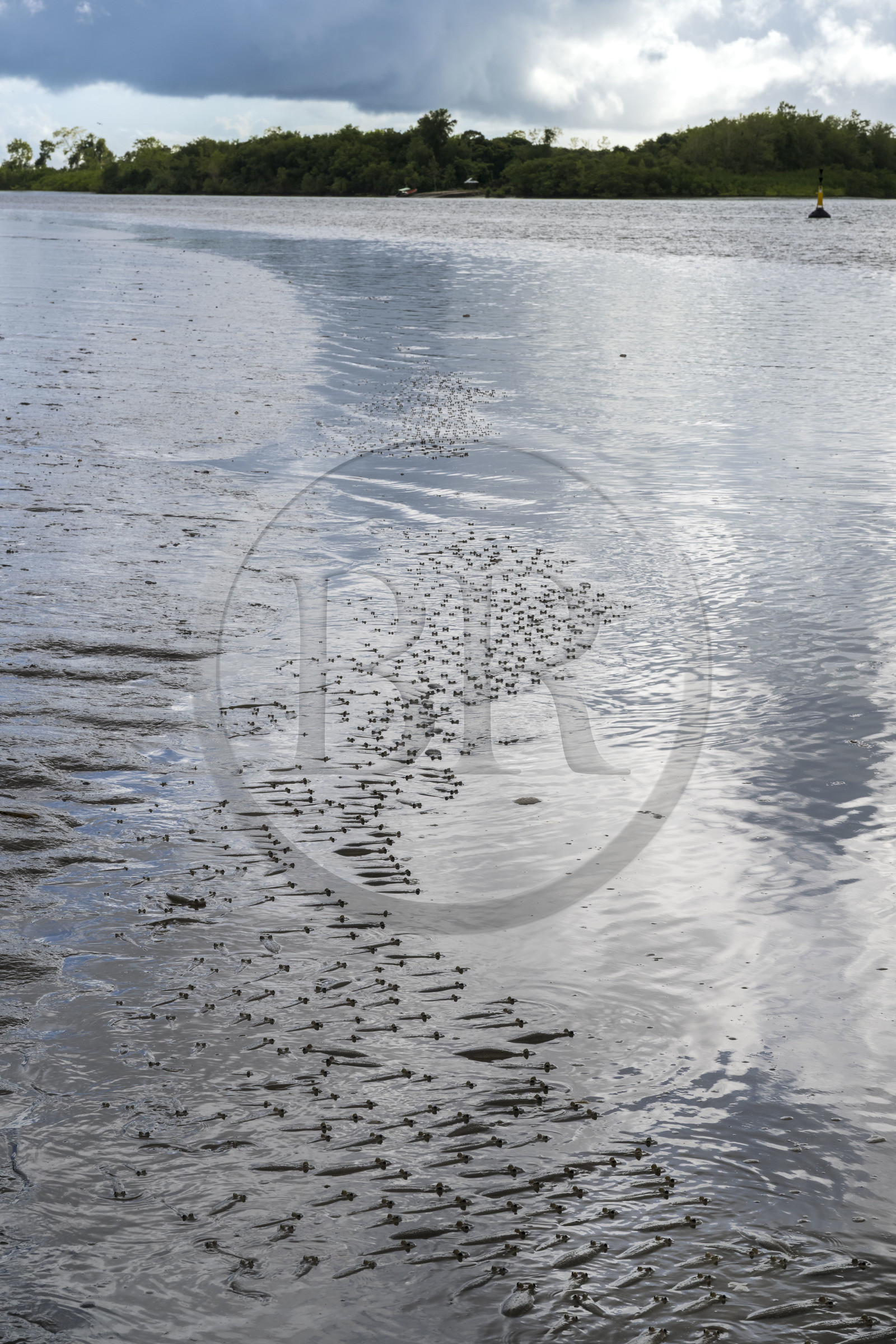 France, Guyane, Kourou, le poisson gros-yeux ou quatre-yeux (Anableps anableps) dans l'estuaire du fleuve Kourou