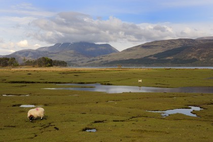 Royaume-Uni, Ecosse, région des Highlands, le Ben Nevis au bord du Loch Linnhe