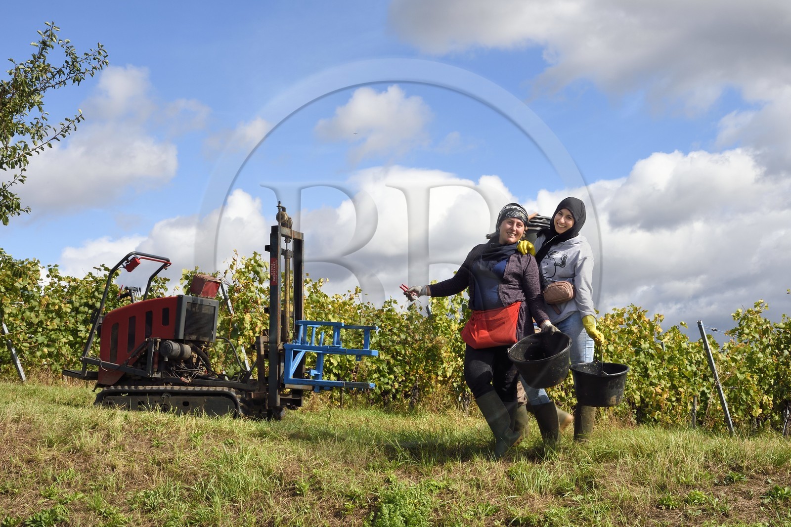 France, Haut Rhin, the Alsace Wine Route, Bergheim, Wine estate Marcel Deiss, pickers