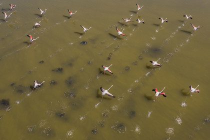 France, Hérault (34), Frontignan, envol de flamants roses (Phoenicopterus roseus) dans l'étang d'Ingril dans les anciens salins (vue aérienne)