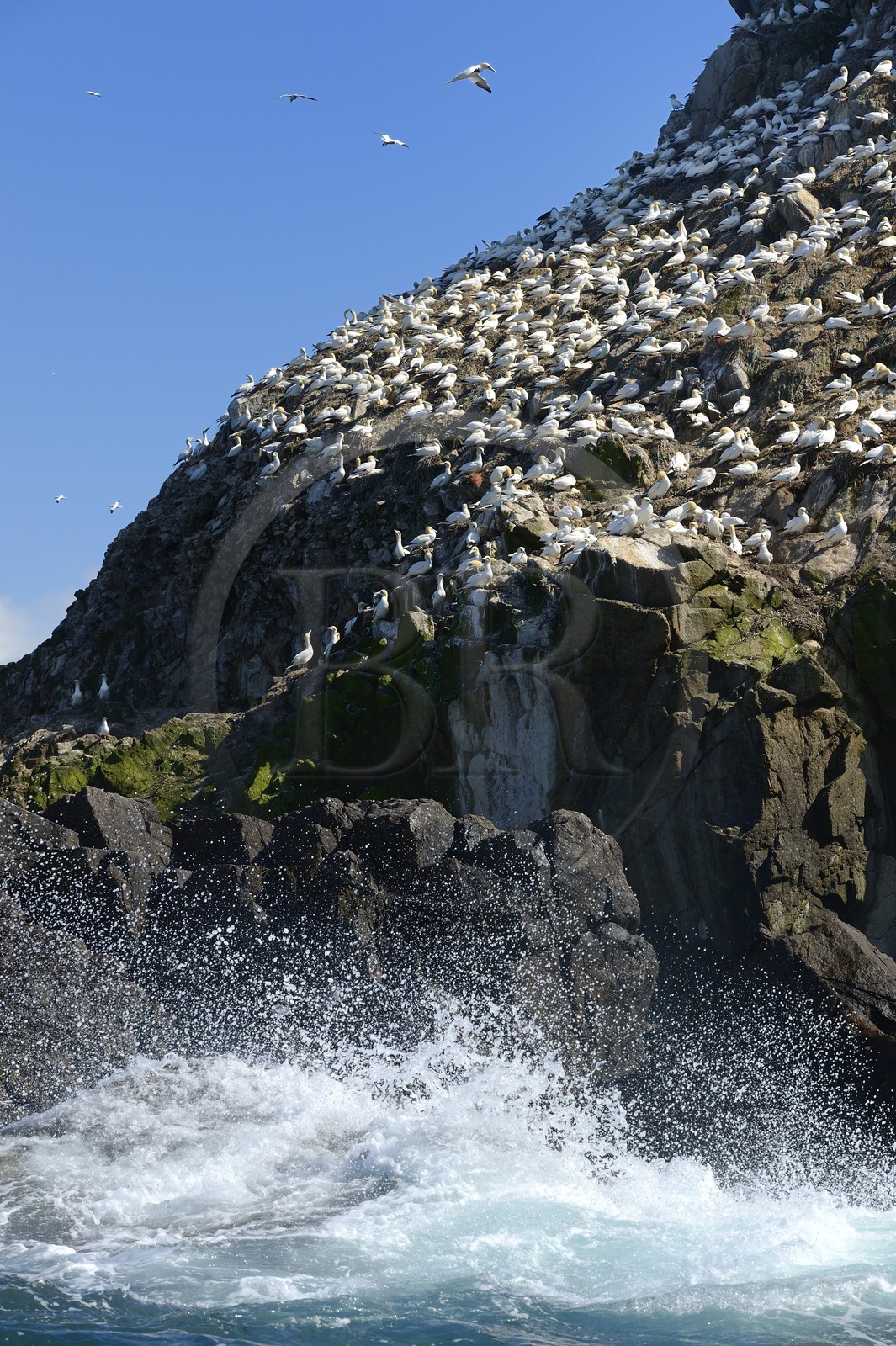 France, Côtes-d'Armor (22), Perros-Guirec, archipel et réserve ornithologique de Sept-Iles, Ile Rouzic, colonie de fous de Bassan (Morus bassanus), unique point de nidification en France pour plus de 20000 couples