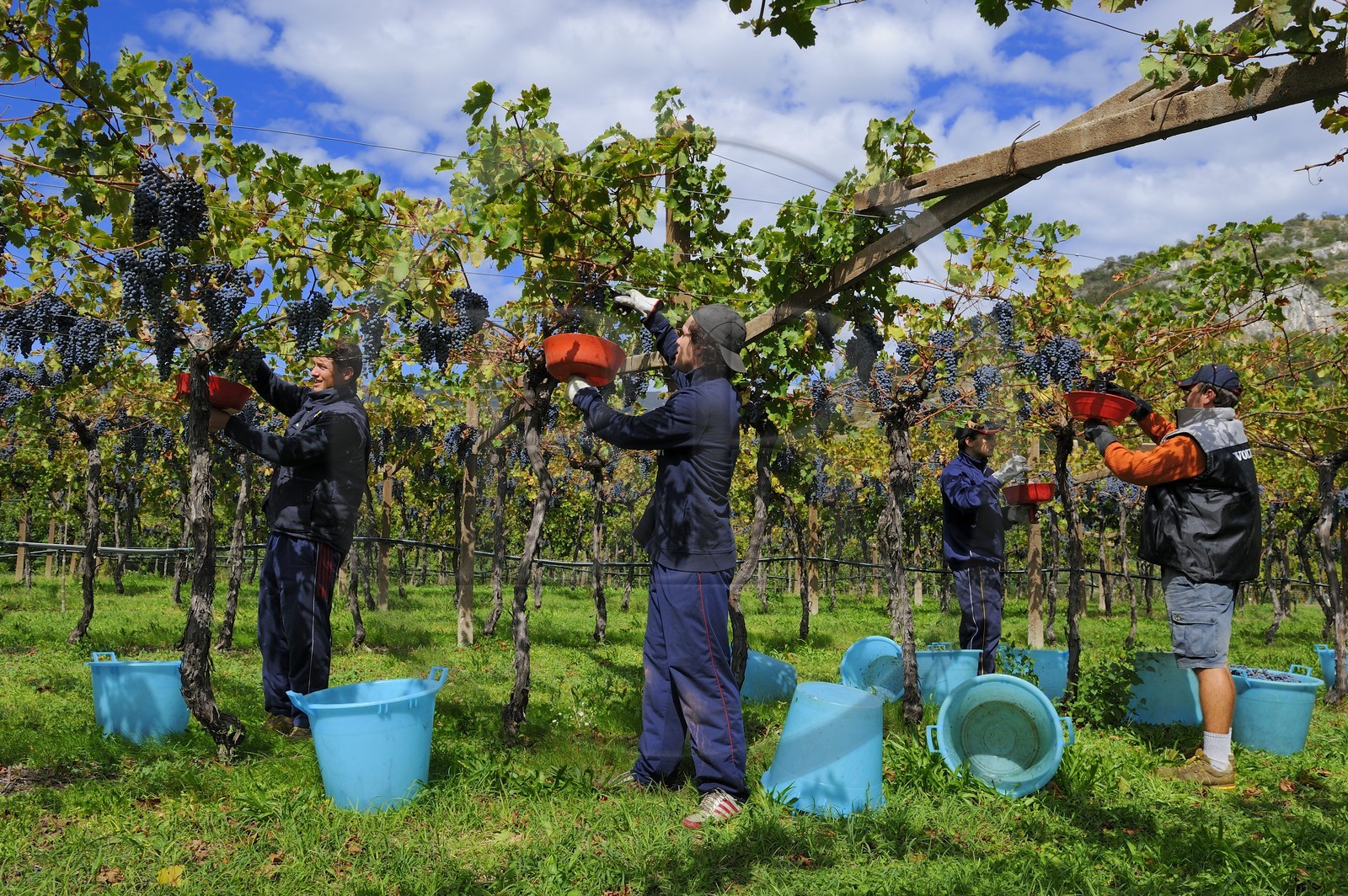 Italie, province de Vérone, Rivoli Veronese, vendanges dans les vignobles