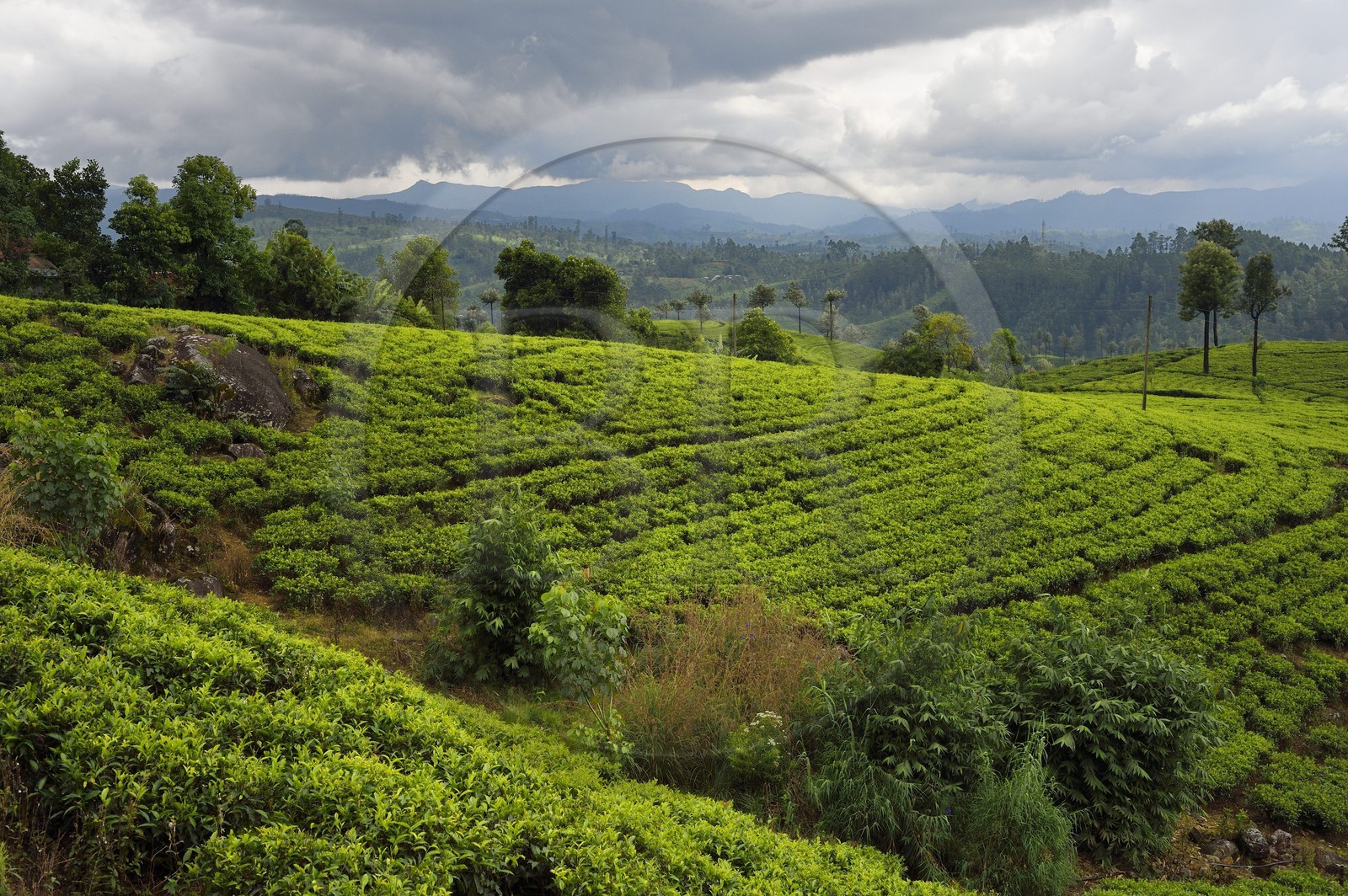 Sri Lanka, Province du Centre, trajet en train dans la région montagneuse de la culture du thé entre Hatton et Badulla, ici entre Talawakele et Great Western, plantation de thé