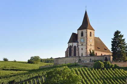 France, Haut-Rhin (68), Route des vins d'Alsace, Hunawihr, labellisé Les Plus Beaux Villages de France, église fortifiée Saint-Jacques-le-Majeur du XIVème siècle fonctionnant en simultaneum (catholique et protestant) et entourée de vignes