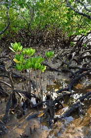 France, Ile de Mayotte, Grande-Terre, Kani-Keli,  la mangrove de Kani-Bé