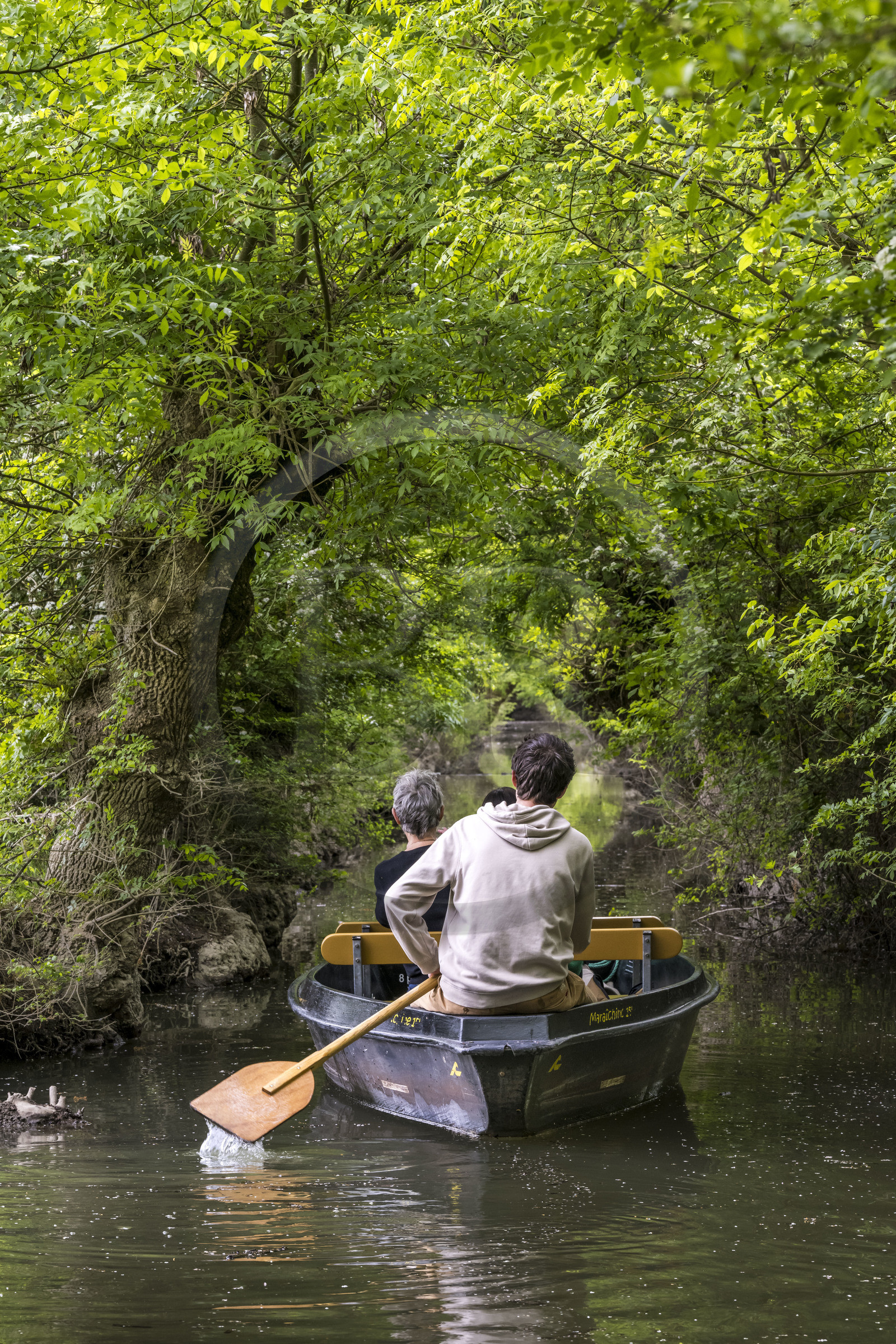 France, Vendee, Parc Interregional du Marais Poitevin labellised Grand Site de France (Interregional Park of the Marais Poitevin labelled Great Site of France), Maillezais, boat trip with a boatman on the tributaries of the Autise river
