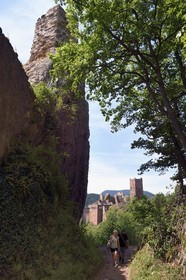 France, Haut Rhin, the Alsace Wine Route, Ribeauville, Girsberg Castle and Saint Ulrich Castle in the background