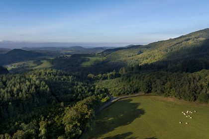 France, Saone et Loire, regional natural park of Morvan, Saint Leger sous Beuvray, cows in the meadows and valleys at the foot of Mont Beuvray (aerial view)