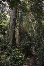 Rwanda, Province de l’Ouest, Nyakabuye, Parc national de Nyungwe, forêt tropicale humide naturelle de Cyamudongo, le garde de African Parks Claver Mtoyinkima guidant des touristes sur la piste des chimpanzés pendant un safari à pied, arbre à contrefort Newtonia