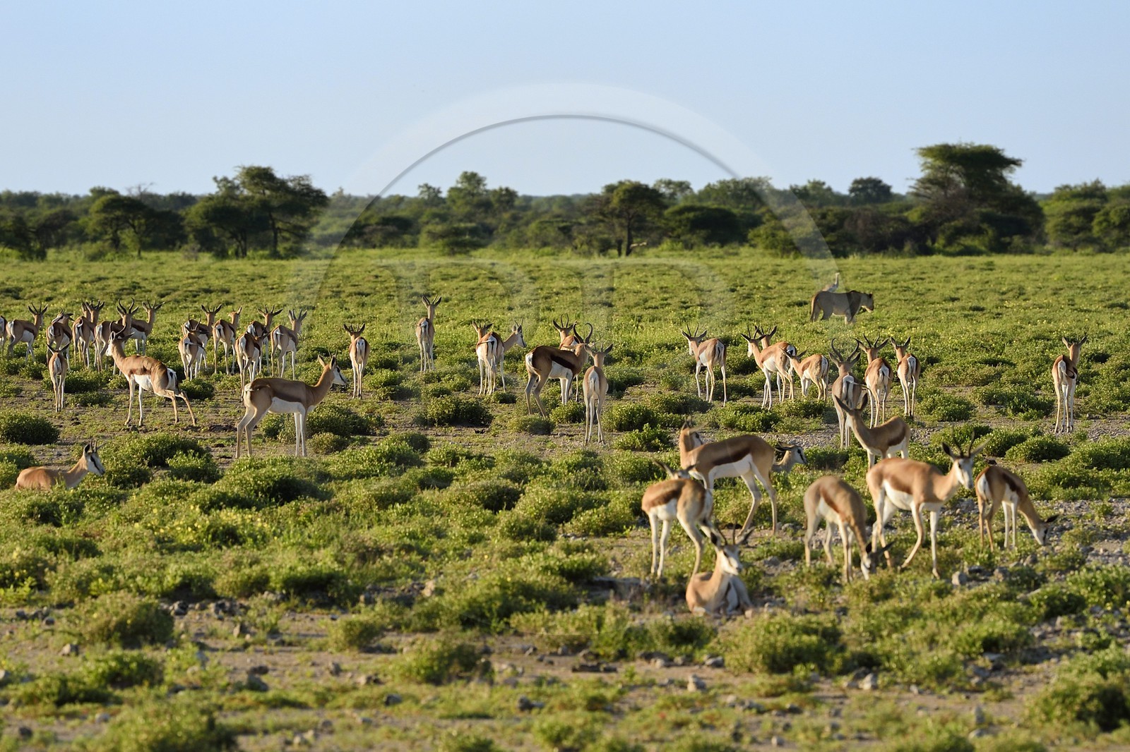 Namibie, région de Oshikoto, Parc National d'Etosha, lionne (Panthera leo) en chasse approchant d'un troupeau de springboks (antidorcas marsupalis)