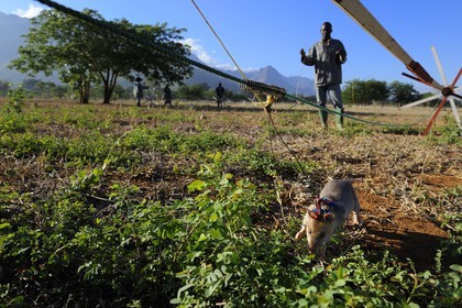 Tanzania, university of Morogoro, the Apopo detection rat technology for mines, rat trainig for detection of TNT on the field
