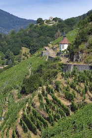 France, Haut Rhin, the Alsace Wine Route, Thann, Grand Cru vineyard of Rangen, the Saint Urbain chapel and the Eye of the Witch (ruin of the castle of Engelbourg)