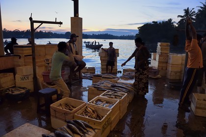 Sri Lanka, Western Province, Negombo, the port fish market