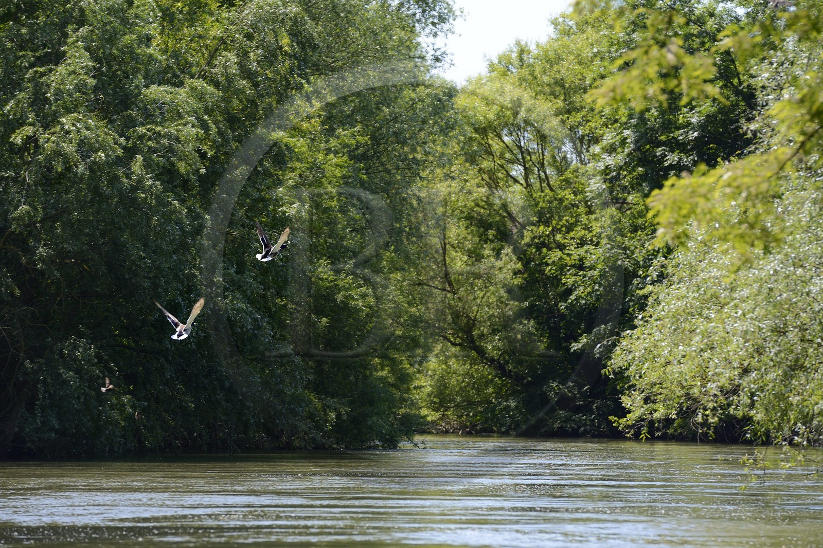 France, Bas-Rhin (67), région d'Ebersmunster et Muttersholtz, le Grand Ried, canards prenant leur envol sur la rivière l'Ill
