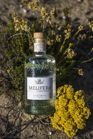 France, Charente Maritime, Oleron island, Saint Georges d'Oléron, bottle of Melifera Gin with eternal flowers (helichrysum stoechas) in the dunes of the Chaucre beach