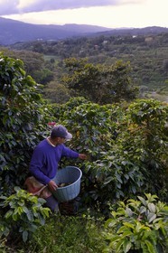 Panama, Chiriqui province, Boquete, Coffee Plantation Finca Lerida, coffee beans harvesting on the slopes of Volcan Baru by a Native American Nägbe