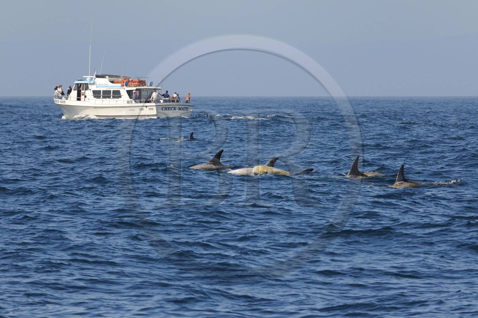 United States, California, Monterey Bay, Risso's Dolphin (Grampus griseus) and observing boat