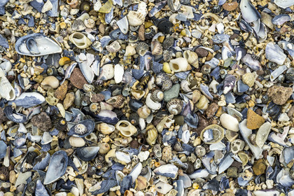 France, Cotes d'Armor, Grand Site de France Cap d'Erquy - Cap Frehel, Erquy, the Saint-Michel islet, floor of the tombolo at low tide covered with shells and stones