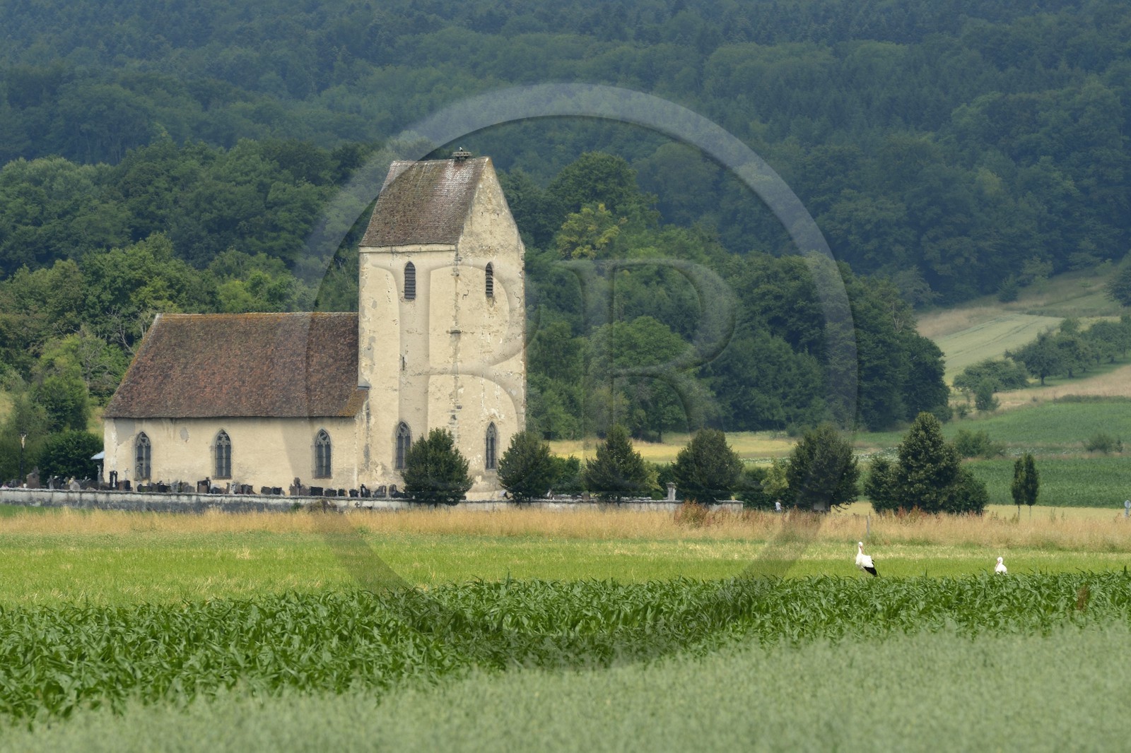 France, Haut-Rhin (68), Sundgau, Oltingue, église Saint-Martin-des-Champs