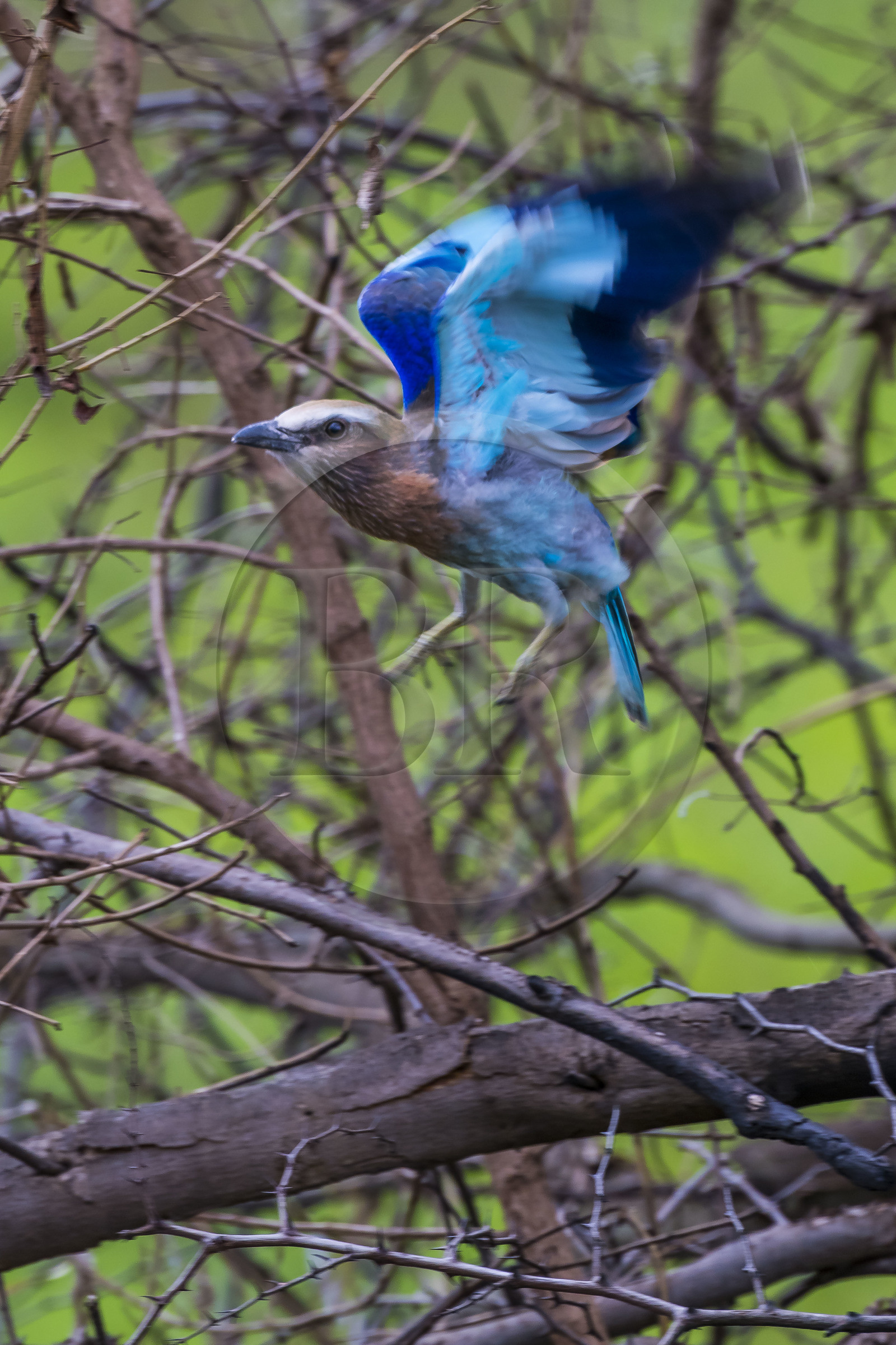 Rwanda, Parc national de l'Akagera, rollier à longs brins (Coracias caudatus) Rwanda, Parc national de l'Akagera, rollier à longs brins (Coracias caudatus)